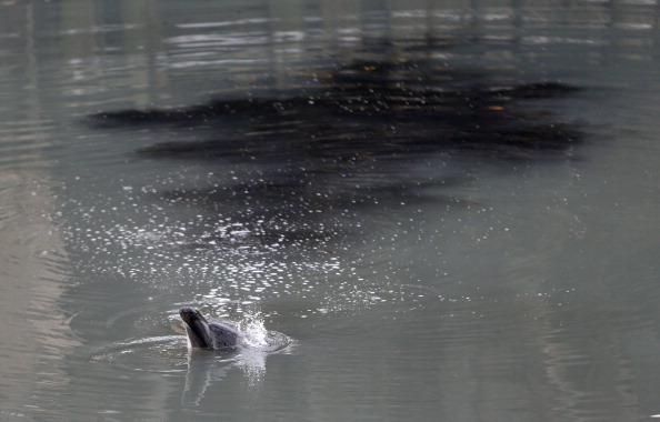 A common dolphin comes up for air in a section of the Gowanus Canal after getting stuck in Brooklyn borough of New York City. A common dolphin comes up for air in a section of the Gowanus Canal after getting stuck in Brooklyn borough of New York City.