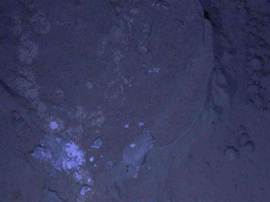 The illumination for this picture came from MAHLI's two ultraviolet LEDs. The purpose of acquiring observations under ultraviolet illumination was to look for fluorescent minerals. The illumination for this picture came from MAHLI's two ultraviolet LEDs. The purpose of acquiring observations under ultraviolet illumination was to look for fluorescent minerals.
