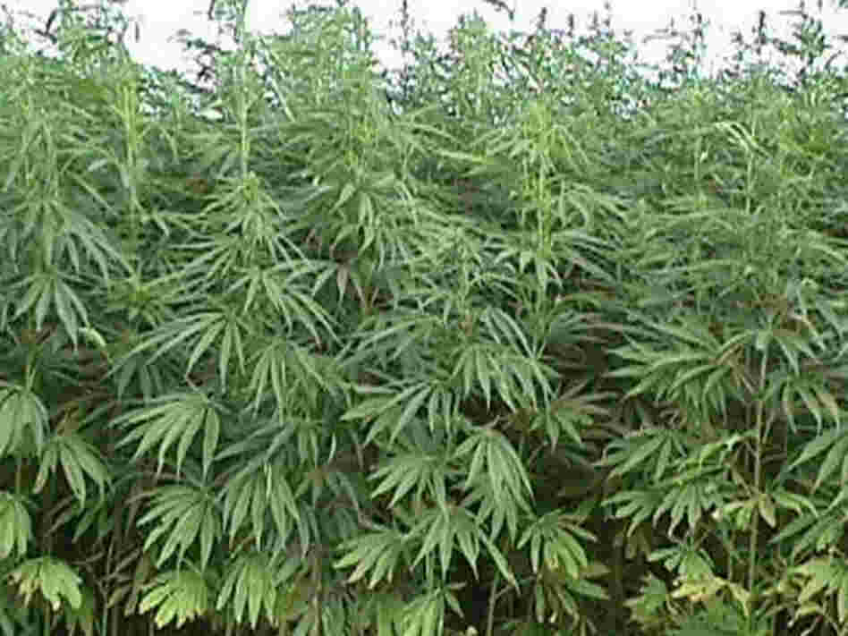 DEA Special Agent Paul Roach says federal law does not distinguish between hemp and marijuana. DEA Special Agent Paul Roach says federal law does not distinguish between hemp and marijuana.