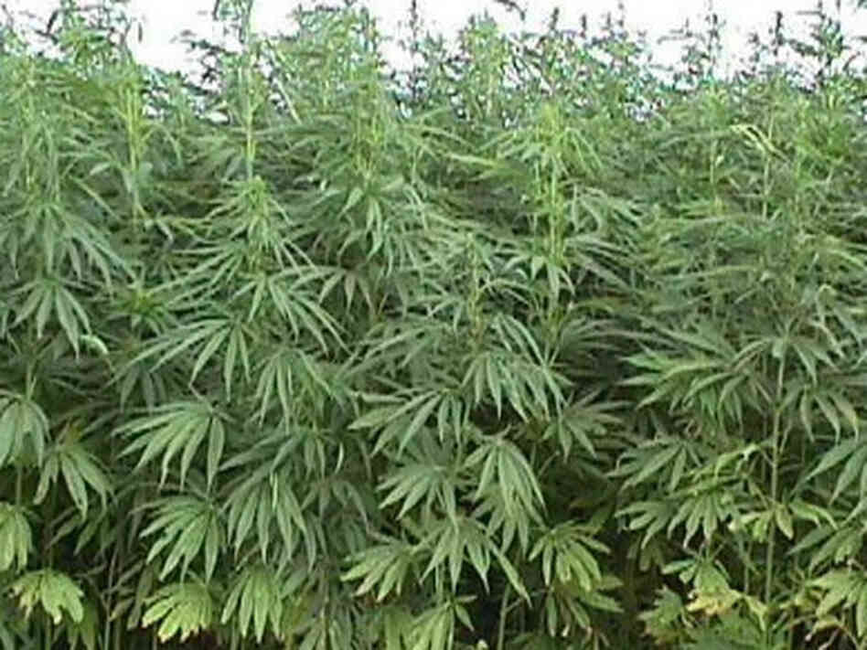 DEA Special Agent Paul Roach says federal law does not distinguish between hemp and marijuana. DEA Special Agent Paul Roach says federal law does not distinguish between hemp and marijuana.
