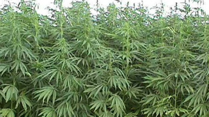 DEA Special Agent Paul Roach says federal law does not distinguish between hemp and marijuana.