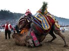 Two camels fight during the Camel Wrestling Championship in the town of Selcuk, near the western coastal city of Ismir, Turkey, on Jan. 15, 2012. It's the biggest event of the camel-wrestling season in Turkey. Two camels fight during the Camel Wrestling Championship in the town of Selcuk, near the western coastal city of Ismir, Turkey, on Jan. 15, 2012. It's the biggest event of the camel-wrestling season in Turkey.