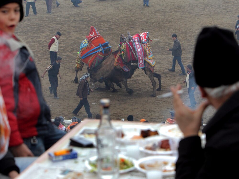 People watch wrestling camels as they enjoy a meal and the Turkish national drink raki during the Camel Wrestling Championship in Selcuk, on Jan. 15, 2012.