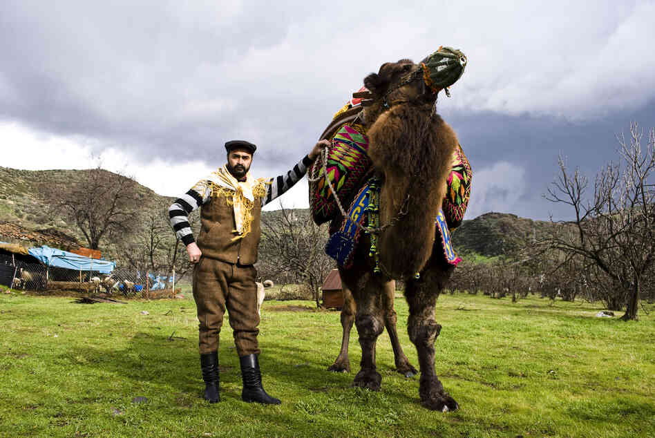 Ismail Egilmez shows off his prize camel, Cilgin Hasan, the day before his championship bout. In the winter, Ismail spends over six hours a day with Cilgin. "My camel is like my son," he said.
