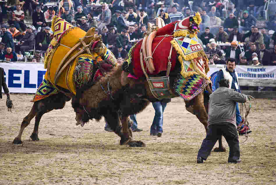 Two camels wrestle at the annual Camel Wrestling Championship near the village of Selcuk, Turkey. There are over a dozen camel wrestling tournaments on Turkey's Aegean Coast in the winter months and Selcuk's is the biggest. More than 120 bull (male) camels paired off.