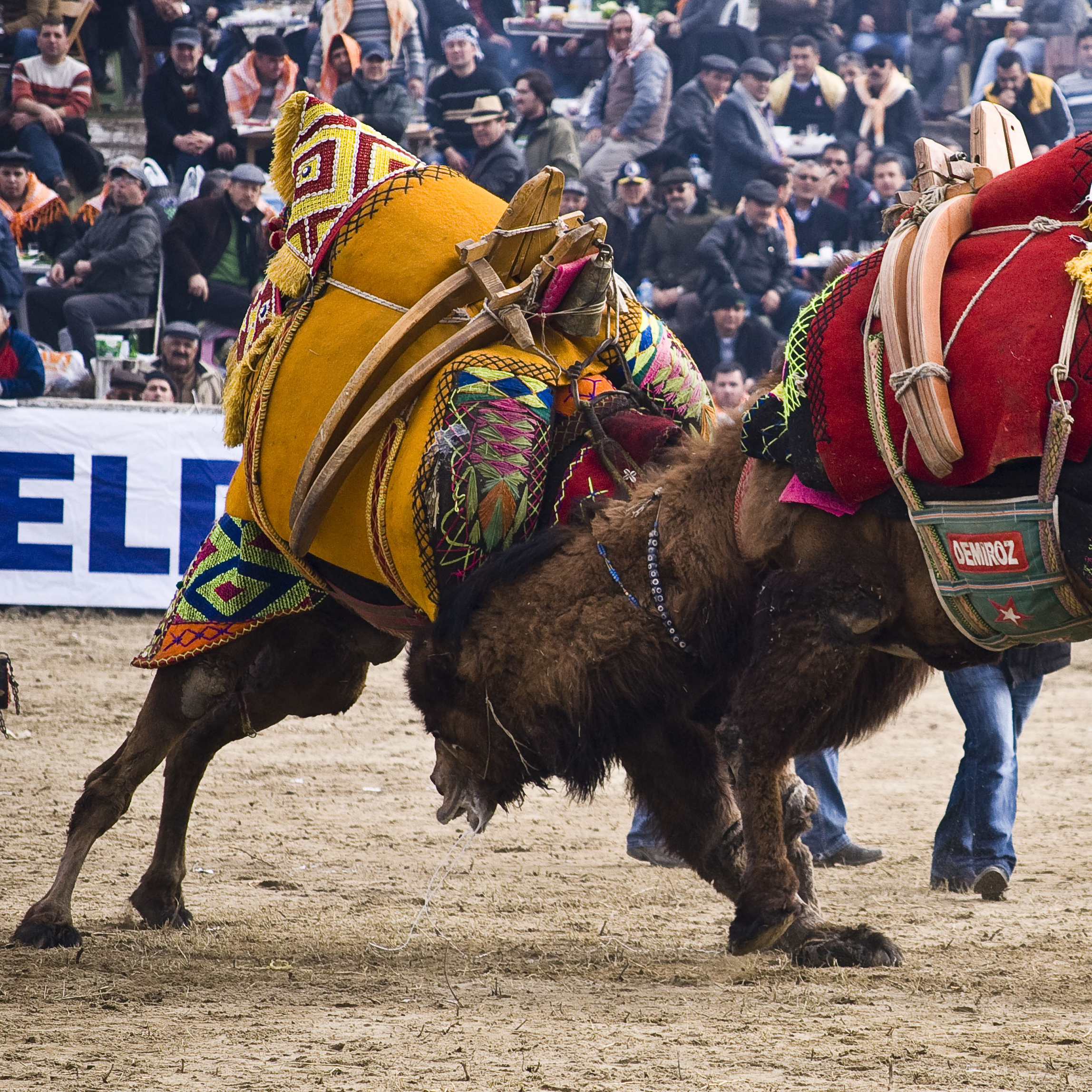 Two camels wrestle at the annual Camel Wrestling Championship near the village of Selcuk, Turkey. There are over a dozen camel wrestling tournaments on Turkey's Aegean Coast in the winter months and Selcuk's is the biggest. More than 120 bull (male) camels paired off.