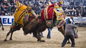 Two camels wrestle at the annual Camel Wrestling Championship near the village of Selcuk, Turkey. There are over a dozen camel wrestling tournaments on Turkey's Aegean Coast in the winter months and Selcuk's is the biggest. More than 120 bull (male) camels paired off.