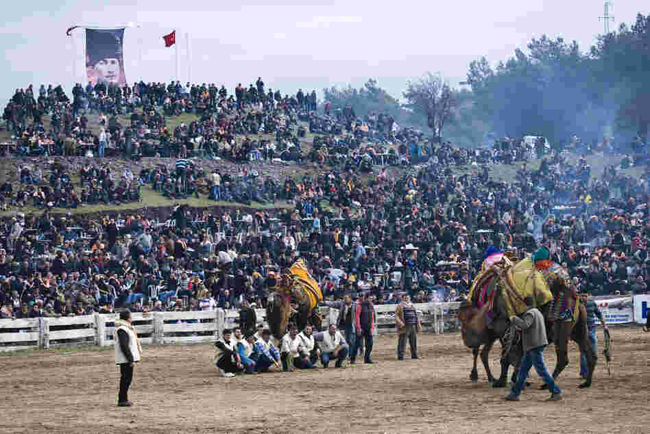 Two camels wrestle in front of a raucous crowd of nearly 10,000 spectators at Selcuk's Camel Wrestling Championship on January 20, 2013.
