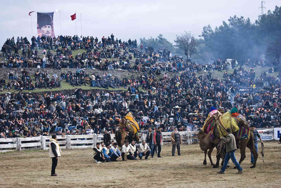 Two camels wrestle in front of a raucous crowd of nearly 10,000 spectators at Selcuk's Camel Wrestling Championship on January 20, 2013.