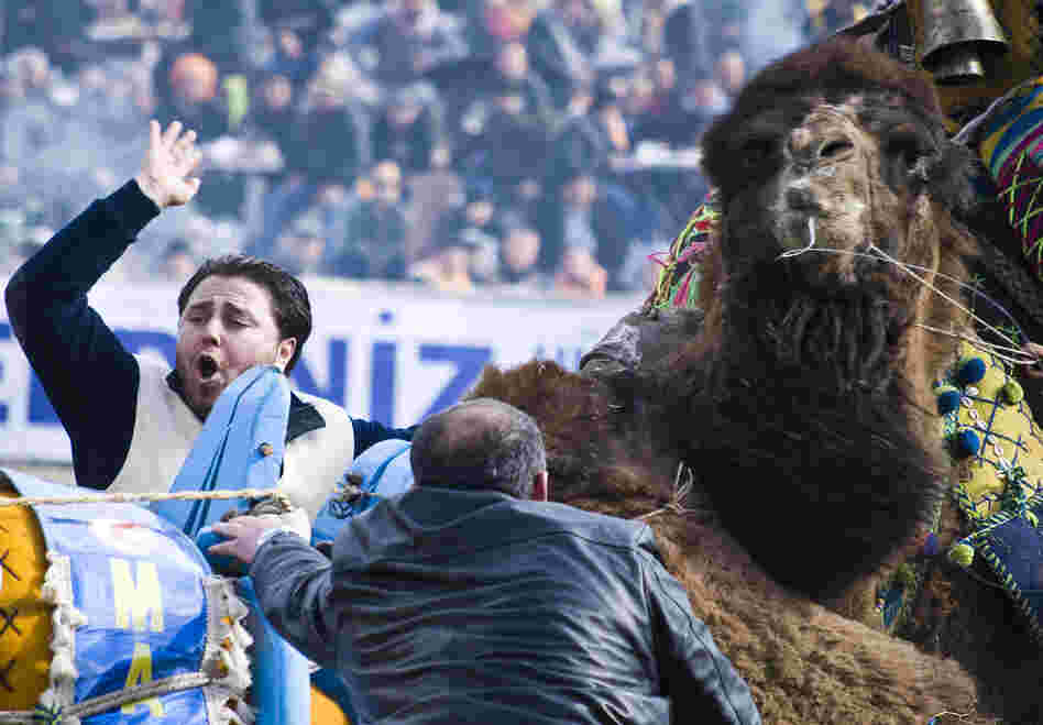 Officials scramble to break up two camels after a match is whistled dead. Camel owners and officials are quick to break up combating camels when a match is called to prevent injury to the animals.