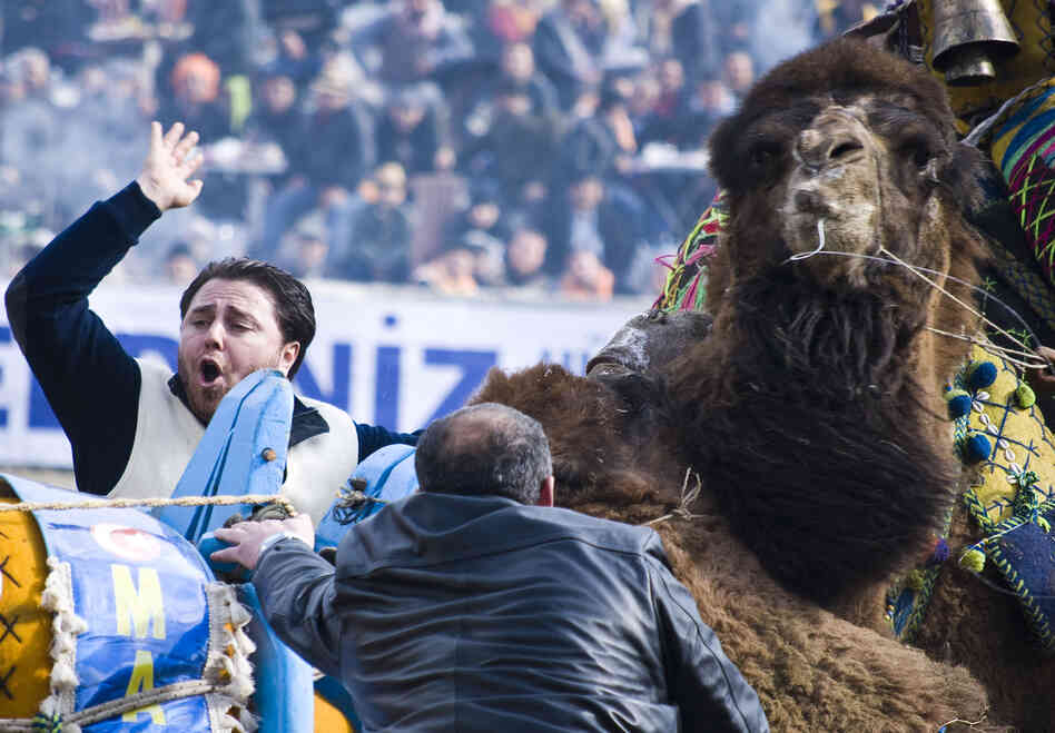 Officials scramble to break up two camels after a match is whistled dead. Camel owners and officials are quick to break up combating camels when a match is called to prevent injury to the animals.