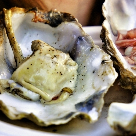 Along the East Coast, wild oysters have been disappearing, but the number of farm-raised oysters is exploding.