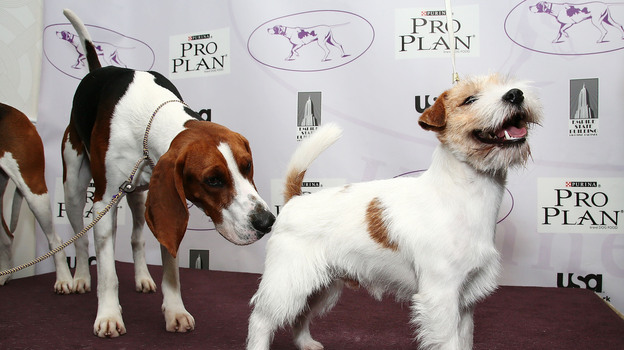 Tank, a treeing Walker coonhound dog, sizes up Legs, a Russell Terrier. (Getty Images)