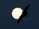 Echolocation is second nature to animals such as bats and dolphins. Can humans also find their way using sound as a tool? Echolocation is second nature to animals such as bats and dolphins. Can humans also find their way using sound as a tool?