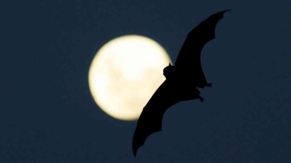 Echolocation is second nature to animals such as bats and dolphins. Can humans also find their way using sound as a tool?