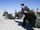Daniel Riscoe, Jenna Hart, Anthony Chau and Caroline Lloyd (all students from the Peddie School in Hightstown, N.J.) carry donated Christmas trees across Island Beach. Daniel Riscoe, Jenna Hart, Anthony Chau and Caroline Lloyd (all students from the Peddie School in Hightstown, N.J.) carry donated Christmas trees across Island Beach.