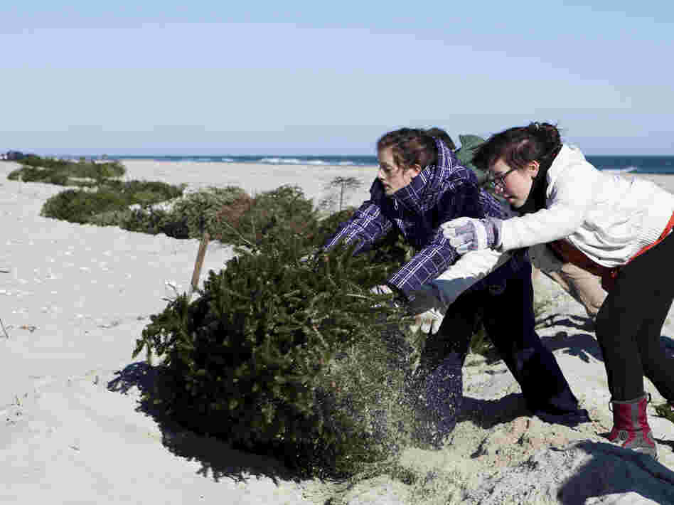 Alexandra Jones-Twaddell and Malley Chertkov add a Christmas tree to the growing line in Island Beach State Park. The two high-schoolers joined fellow students from the Peddie School to help rebuild dunes that had been flattened by Superstorm Sandy.
