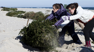 Alexandra Jones-Twaddell and Malley Chertkov add a Christmas tree to the growing line in Island Beach State Park. The two high-schoolers joined fellow students from the Peddie School to help rebuild dunes that had been flattened by Superstorm Sandy.