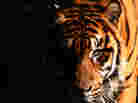 tiger promo image tiger promo image