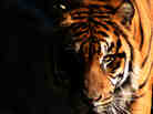tiger promo image tiger promo image