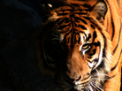 tiger promo image tiger promo image