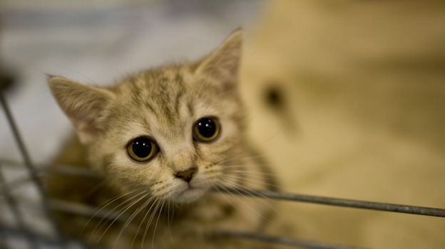 Emma looks out from her cage at a pet trade show in Dresden, Germany. (AFP/Getty Images)