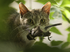Out For Lunch? Researchers estimate that billions of birds and small mammals are killed by cats in the U.S. annually. Out For Lunch? Researchers estimate that billions of birds and small mammals are killed by cats in the U.S. annually.