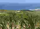 The sugar cane fields of Barbados. The sugar cane fields of Barbados.