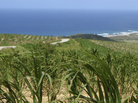 The sugar cane fields of Barbados. The sugar cane fields of Barbados.