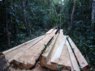 Illegal logging is widespread in Cambodia, and efforts to prevent it have had only a limited impact. Much of the wood is destined for China. Illegal logging is widespread in Cambodia, and efforts to prevent it have had only a limited impact. Much of the wood is destined for China.