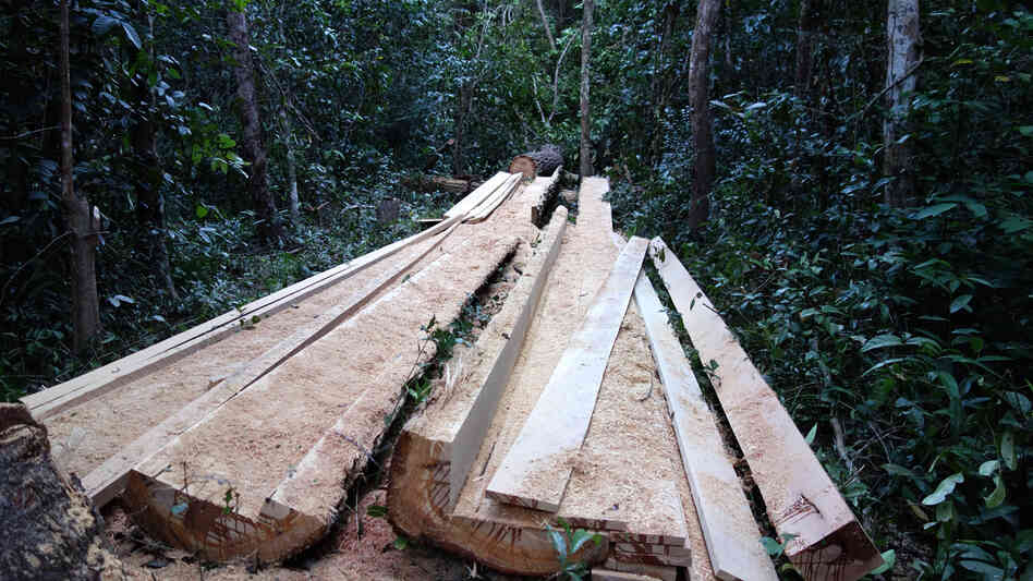 Illegal logging is widespread in Cambodia, and efforts to prevent it have had only a limited impact. Much of the wood is destined for China.