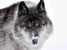Tuk is a captive wolf living at the Northern Lights Wildlife Center in Golden, British Columbia. Tuk is a captive wolf living at the Northern Lights Wildlife Center in Golden, British Columbia.