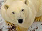 A polar bear looks up as the sound of the camera catches his ear on the edge of the Hudson Bay, outside Churchill, Manitoba, Canada. A polar bear looks up as the sound of the camera catches his ear on the edge of the Hudson Bay, outside Churchill, Manitoba, Canada.