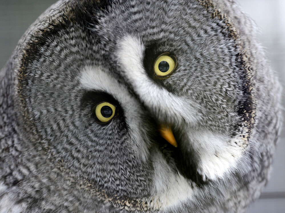 How does a great gray owl do that? Now we know.