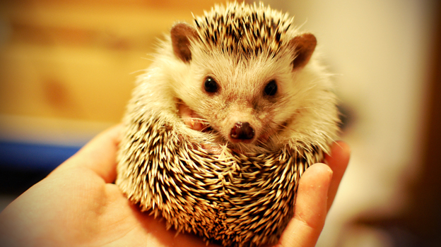We have no reason to think this little guy isn't clean as a whistle, but some hedgehogs carry salmonella.