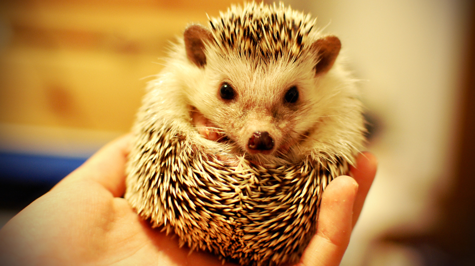 We have no reason to think this little guy isn't clean as a whistle, but some hedgehogs carry salmonella.