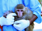 The monkey Iranian authorities said was sent to space. The monkey Iranian authorities said was sent to space.