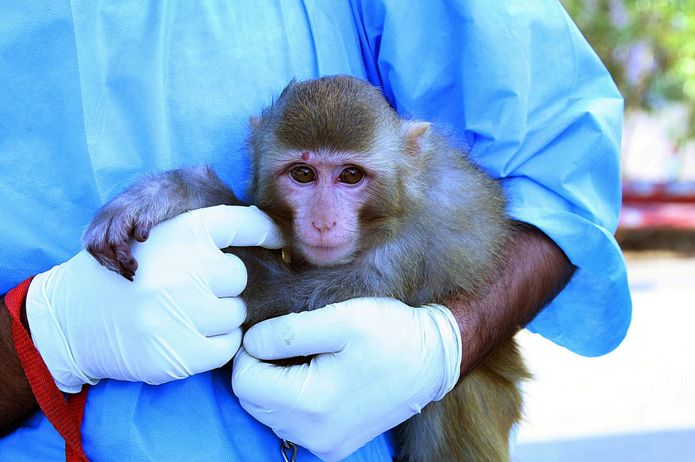The monkey Iranian authorities said was sent to space.