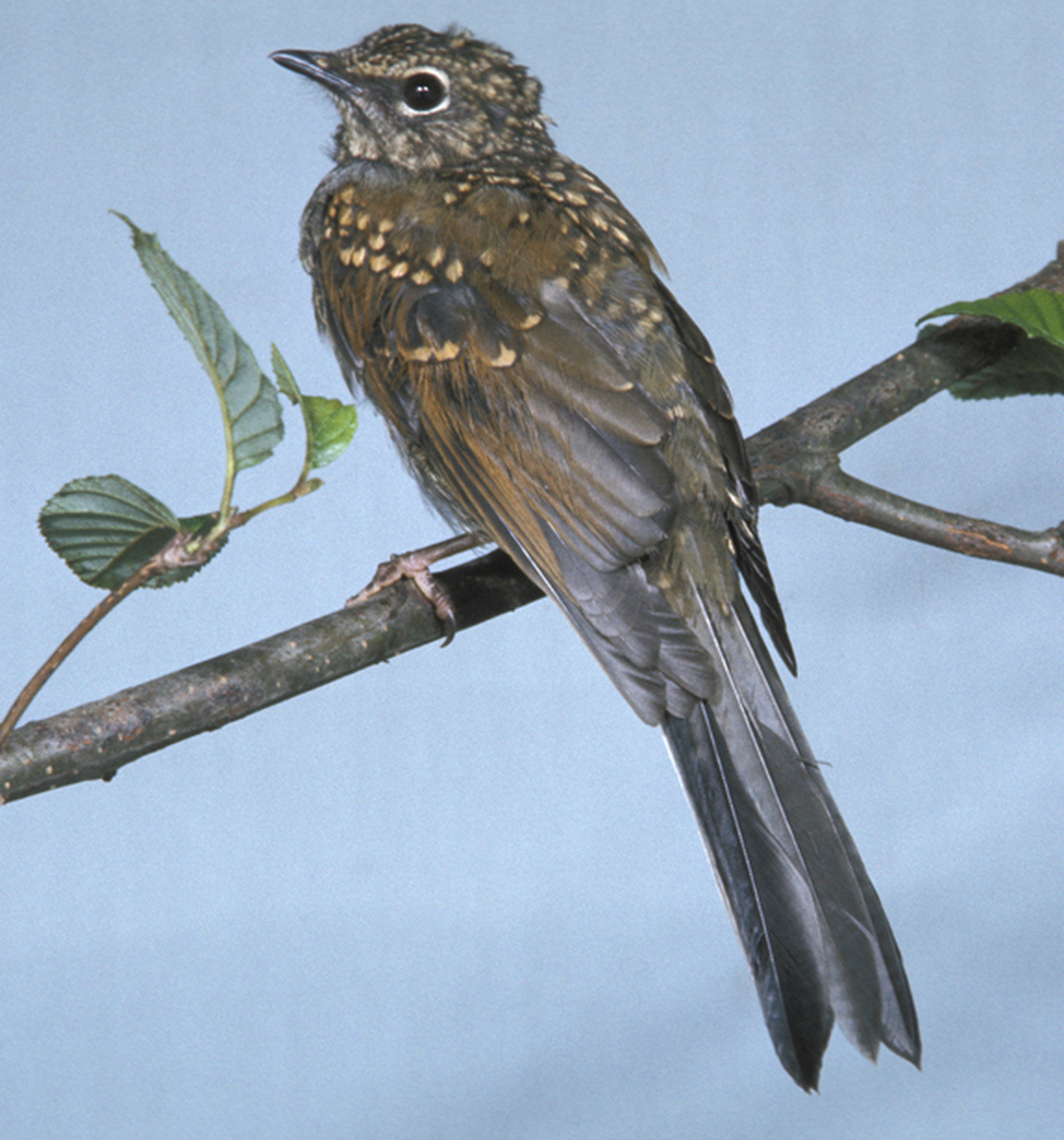 Brown-backed Solitaire