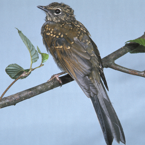 Brown-backed Solitaire