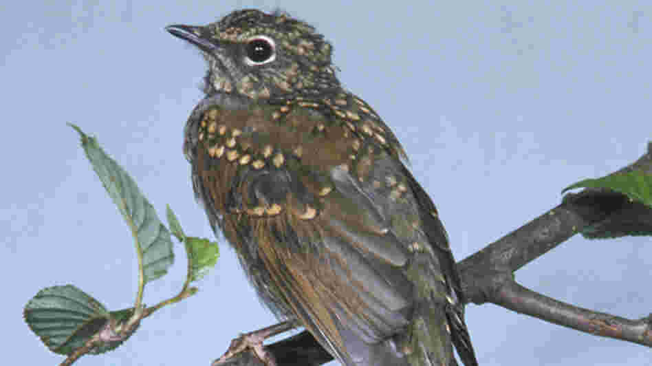 Brown-backed Solitaire