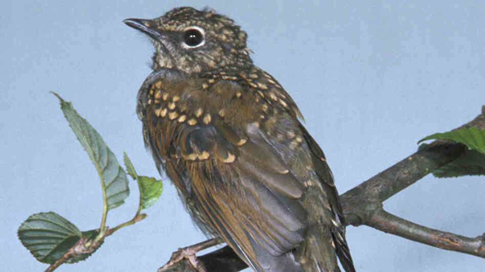 Brown-backed Solitaire
