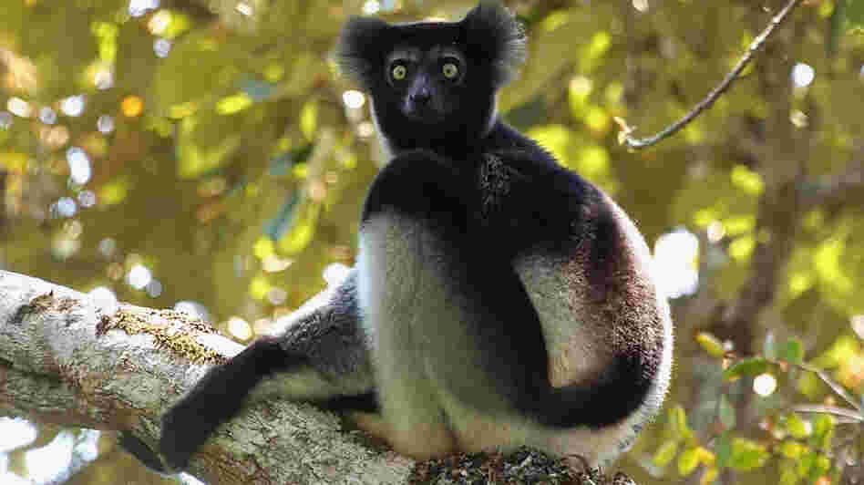 The Macaulay Library describes the indri lemur, with its clarinet-like call, as the "best candidate to appear on a John Coltrane record."