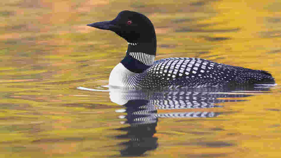 Common Loon Common Loon