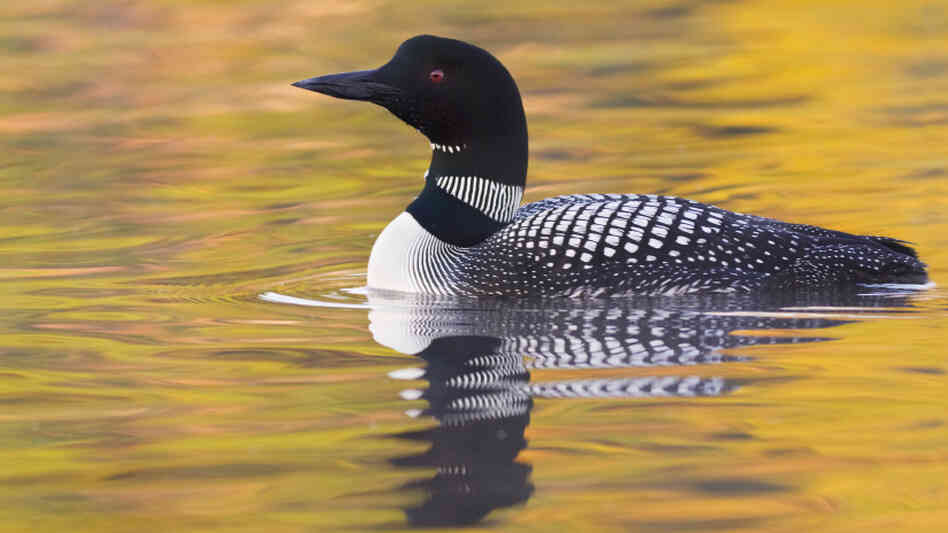 Common Loon Common Loon