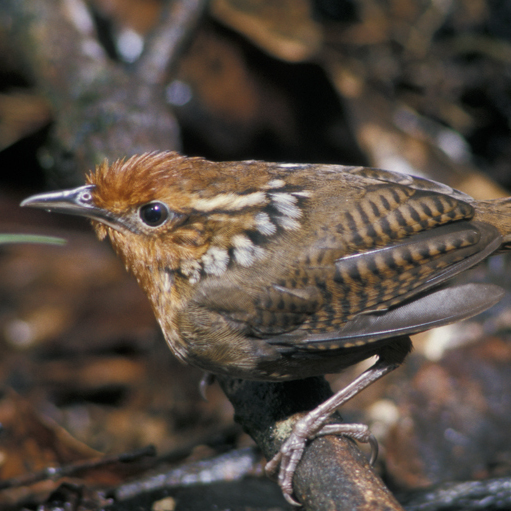 Musician Wren