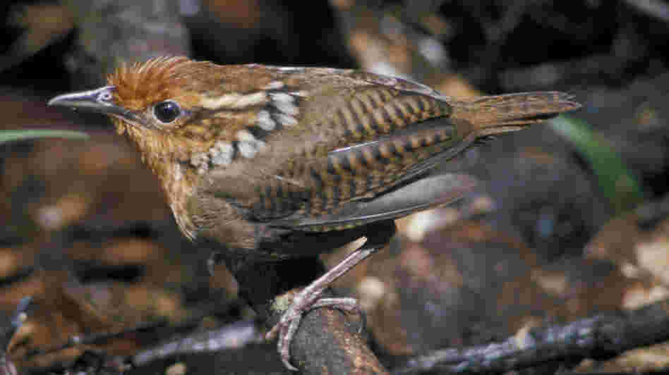 Musician Wren