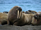 The sound of a male walrus is just one of the more than 9,000 recordings in the Macaulay Library's new digital archive. The sound of a male walrus is just one of the more than 9,000 recordings in the Macaulay Library's new digital archive.