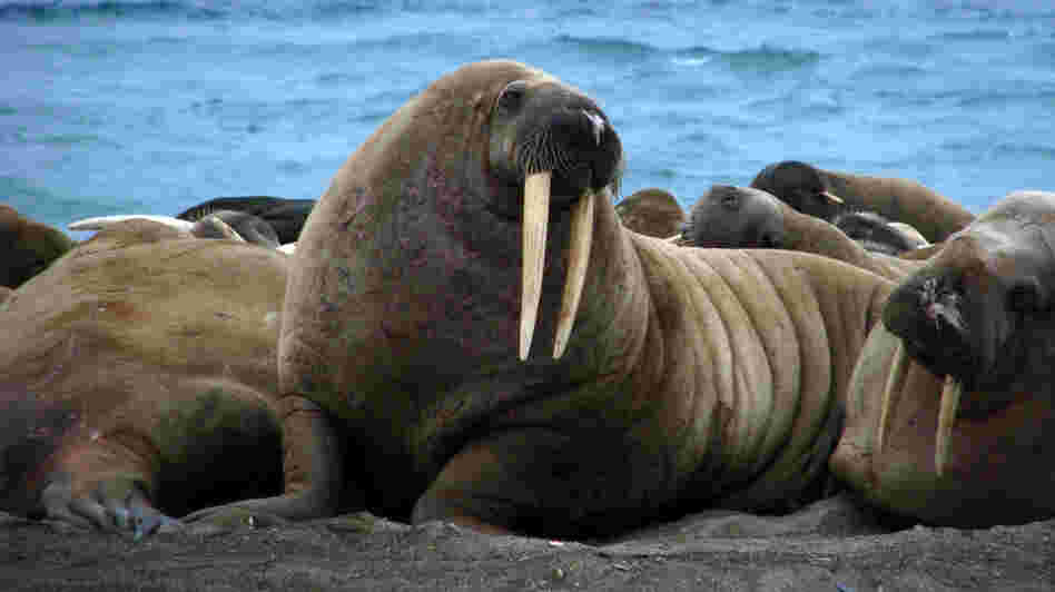 The sound of a male walrus is just one of the more than 9,000 recordings in the Macaulay Library's new digital archive.