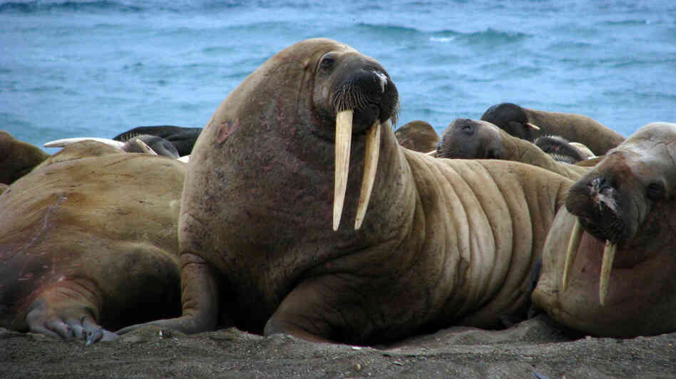 The sound of a male walrus is just one of the more than 9,000 recordings in the Macaulay Library's new digital archive.